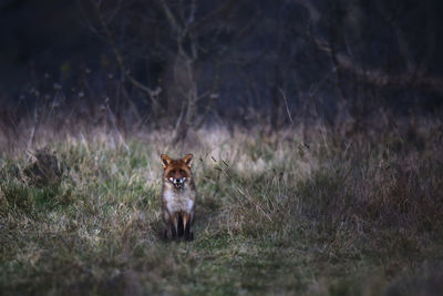 Fox standing on field