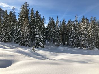 Snow covered pine trees in forest against sky