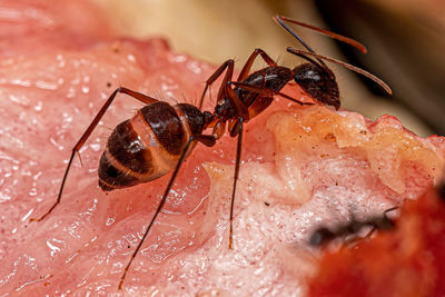 Close-up of insect