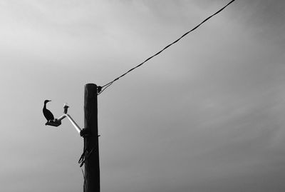 Low angle view of bird perching on telephone line against sky