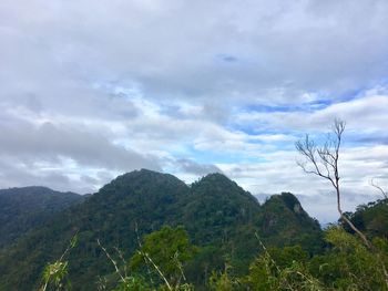 Scenic view of forest against sky