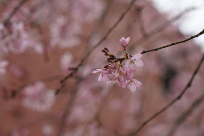 Close-up of pink cherry blossom