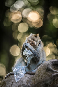 Close-up of monkey eating plastic while sitting on stone