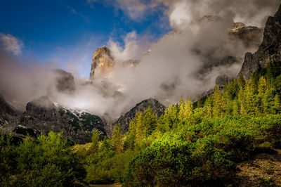 Scenic view of forest against sky