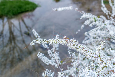Close-up of frozen plant