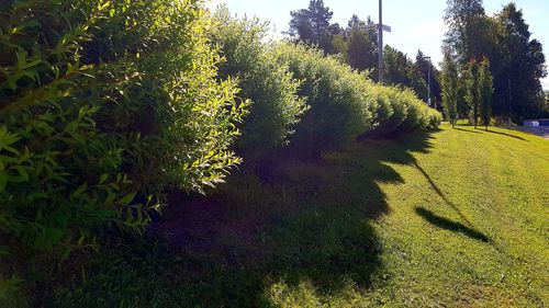 View of plant growing on field