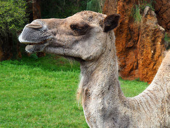 Portrait of a dromedary