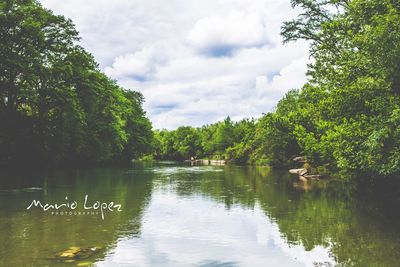 Swan swimming in lake against sky