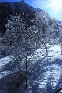 Low angle view of snow covered trees against sky