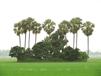 Trees growing on grassy field