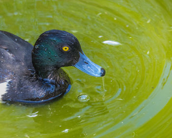 High angle view of duck swimming in lake