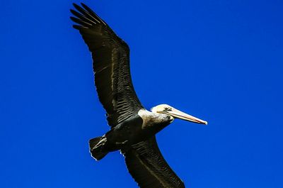 Low angle view of bird flying against clear blue sky