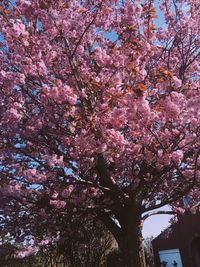 Low angle view of pink flowering tree