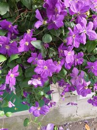 plant