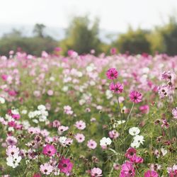 Pink flowers in field on sunny day