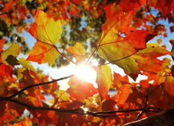 Low angle view of maple tree