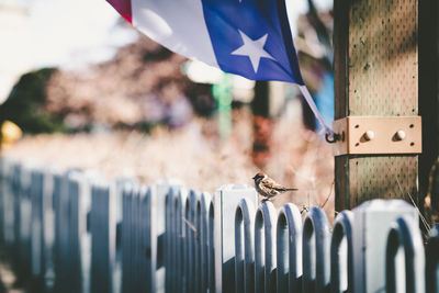Close-up of flags hanging on fence