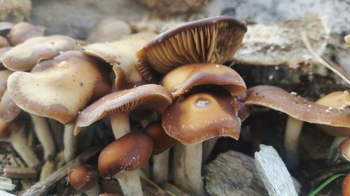 Close-up of mushrooms