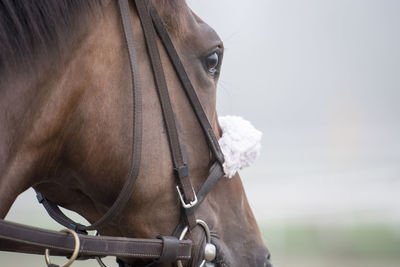 Close-up of a horse