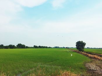 Scenic view of agricultural field against sky