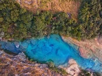 Scenic view of trees growing in water