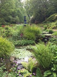 Plant growing in pond