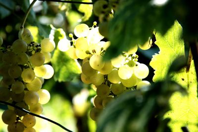 Close-up of yellow flowers on tree