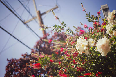 Low angle view of pink flowers blooming against sky