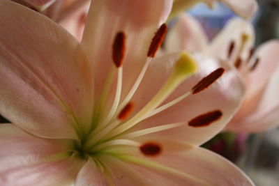 Close-up of flower