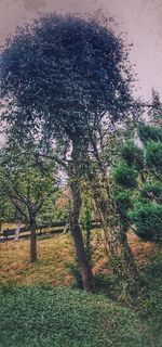 Trees on field against sky