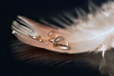 Close-up of feather on table