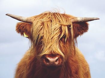 Portrait of cow against sky