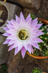 Close-up of pink flower