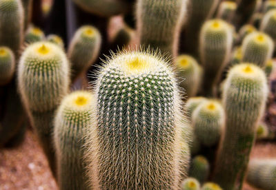 Close-up of cactus growing on field
