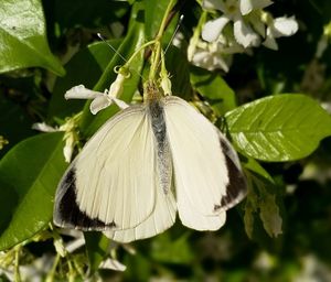 Close-up of butterfly pollinating on white flower