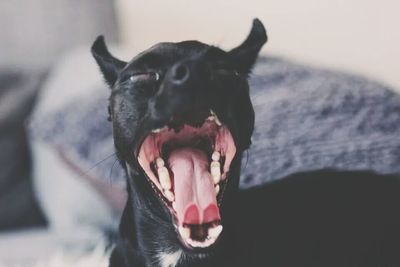 Close-up of dog looking away