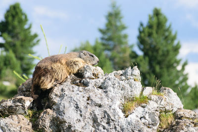 Low angle view of lizard on rock