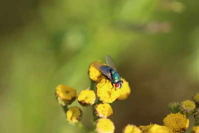 Close-up of fly on yellow flower