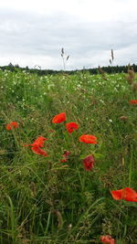 Plants growing on grassy field