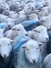 Frost coated flock of herdwick sheep in borrowdale, cumbria 