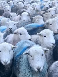 Close-up of sheep