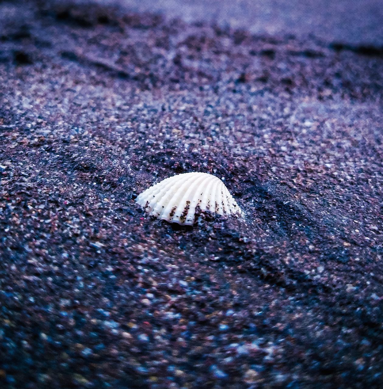 CLOSE-UP OF SHELL ON SAND