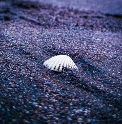 Close-up of seashell on beach