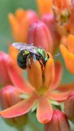 Close-up of bee pollinating on flower