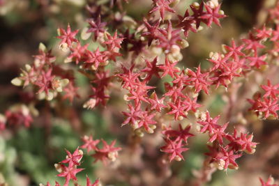 Close-up of pink flowering plants