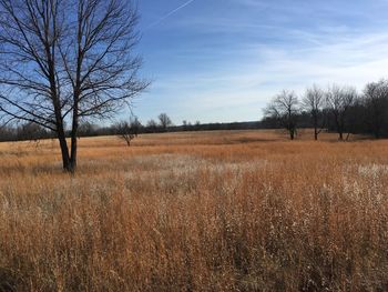 Bare trees on field against sky