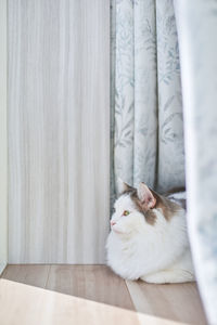 Cat sitting by window curtain