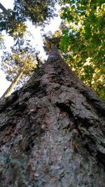 Low angle view of trees in forest