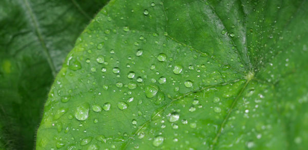 Close-up of wet leaves on rainy day