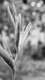 Close-up of flower against blurred background